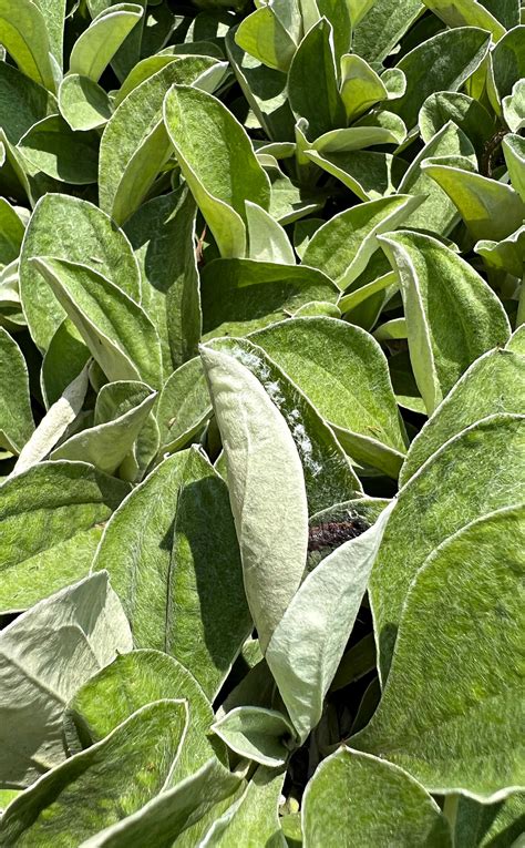 Using Georgia Native Plants: Landscape Spotlight: Small Lot Native Plants