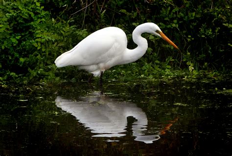 White Heron Royalty Free Photo