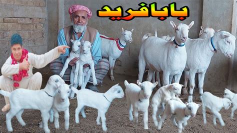 Pure Sainan Praignant Goats At Umar Goat Farm Goat Farming In Pakistan