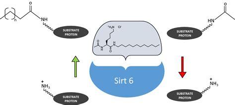 Differential Modulation Of Sirt Deacetylase And Deacylase Activities