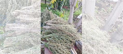 Полынь горькая сухая купить в Барнауле | Товары для дома и дачи | Авито