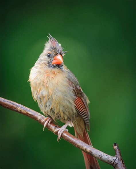 Northern Cardinal | Audubon Field Guide