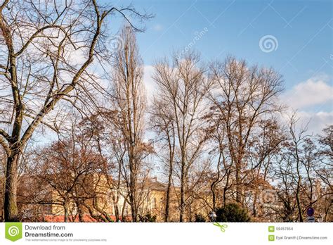 Naked Trees With Blue Sky And Clouds Stock Photo Image Of Background Mountain 59457654