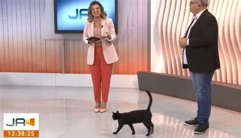 Gato Invade Est Dio De Jornal Da Globo E Desconcentra Apresentadora