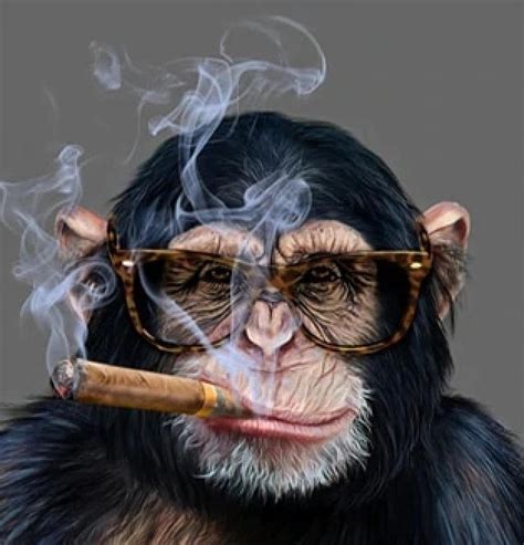 Cigarette Monkey Blank Template Imgflip