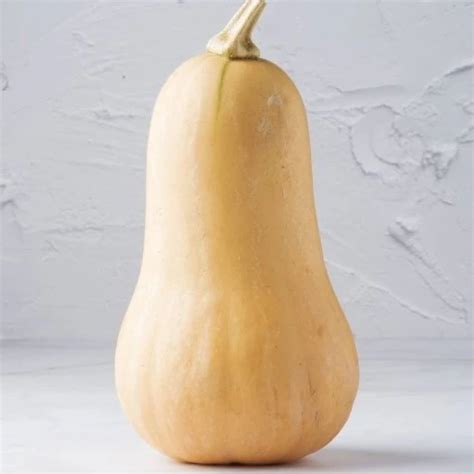 Jocelyn Big Ass Big Ass Porn XHamster