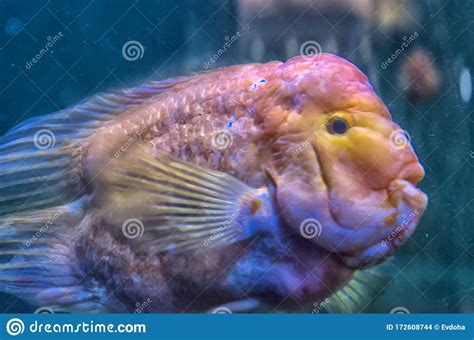 Parrot fish in aquarium stock photo. Image of orange - 172608744