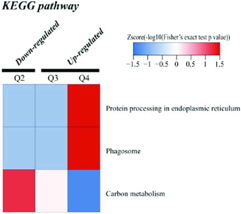 Heat Maps Obtained From Kegg Pathway Enrichment Based Cluster Analysis