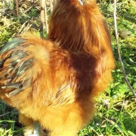 Coq De Soie 67370 UnCompagnon Fr