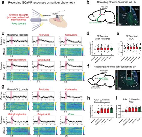 Glutamatergic Bf To Lhb Projections And Lhb Cells Receiving Bf Input