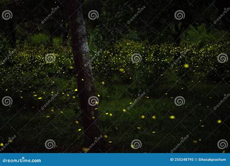 Firefly Flying In The Forest Fireflies In The Bush At Night Stock