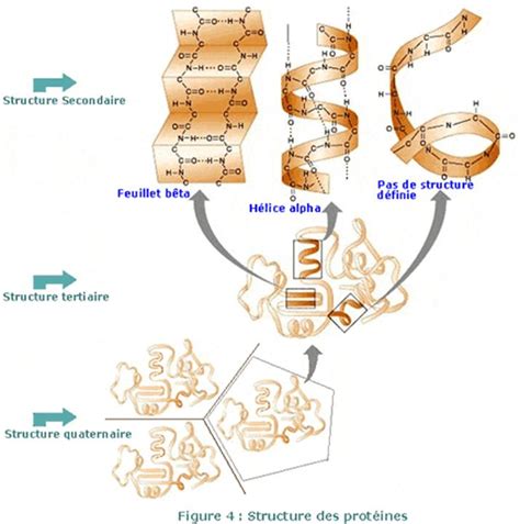 Structure Polypeptidique Primaire