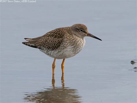 Common redshank - Alchetron, The Free Social Encyclopedia