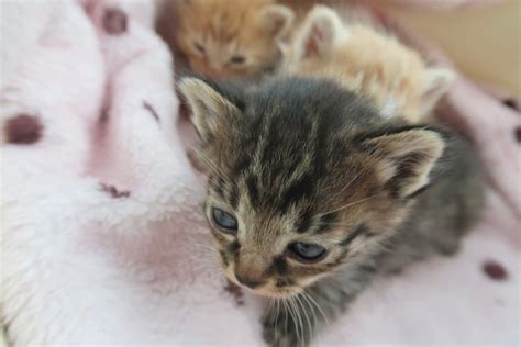 駐車場で保護されたよちよち歩きの3匹の子猫 別々に引き取られたが、再び一緒に暮らすようになった｜まいどなニュース