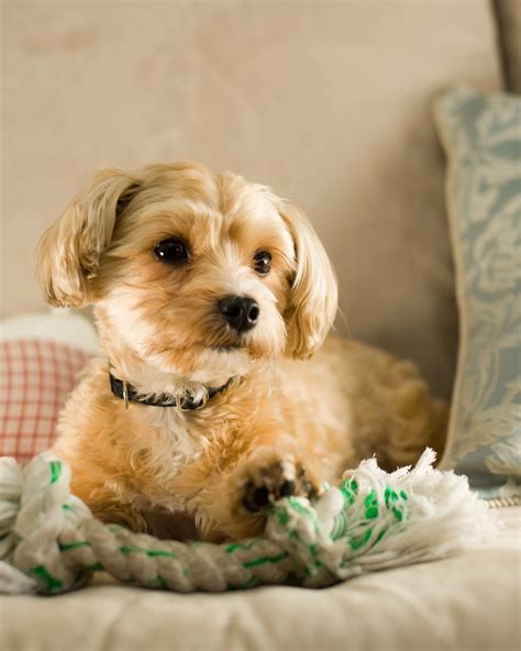 Shorkie Mixed Dog Breed Pictures, Characteristics, & Facts