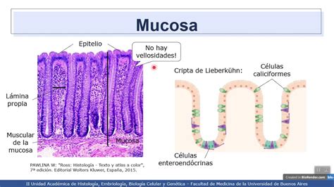 Videhisto Sistema Digestivo I Intestino Grueso Colon Y