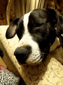 Sleeping Dog GIF - Sleeping Dog Cute - Discover & Share GIFs