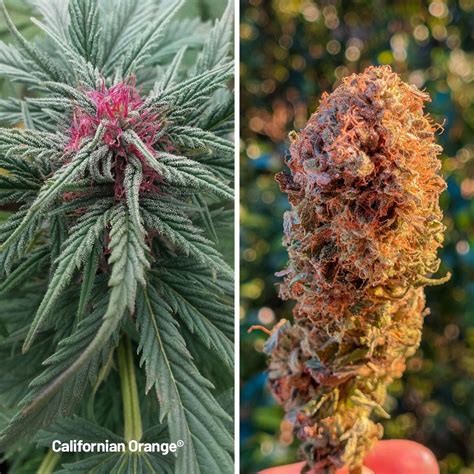 Californian Orange Cannabis Strain Story Dutch Passion