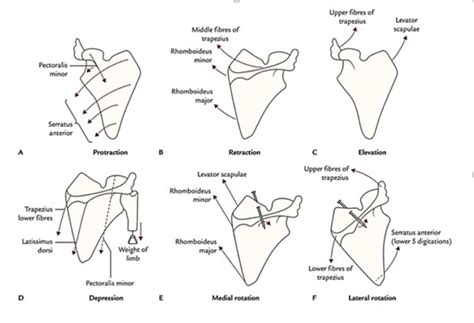 Protraction And Retraction Of Scapula