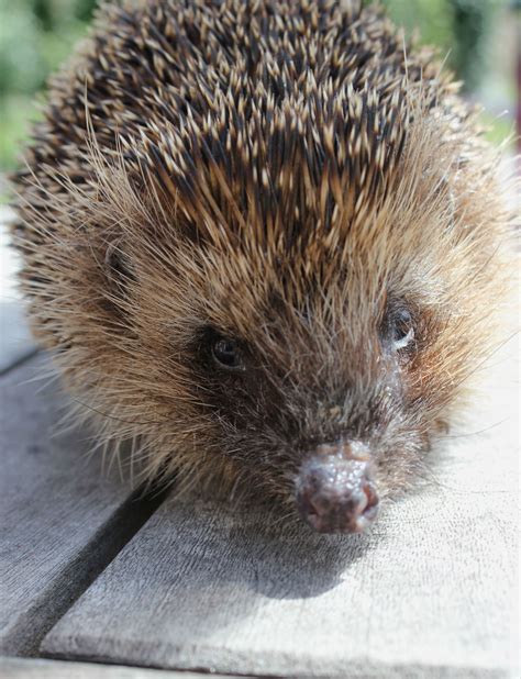 Hedgehog nest building – Little Silver Hedgehog