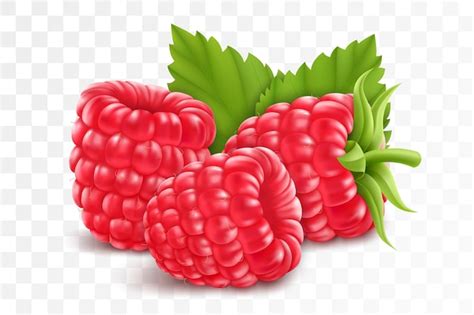 Framboises Isol Es Sur Fond Transparent Illustration Vectorielle D