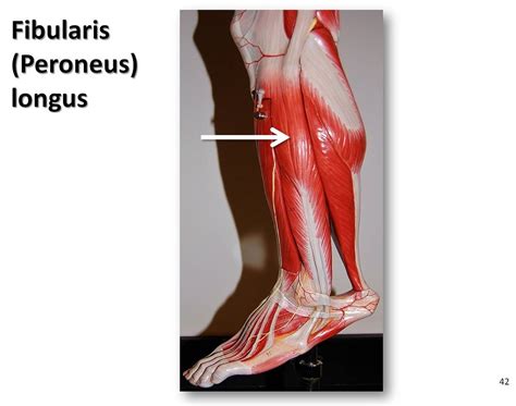 Fibularis Longus Muscles Of The Lower Extremity Anatomy Visual Atlas Page 42 A Photo On