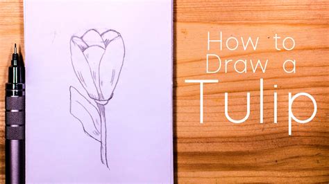 How To Draw A Tulip Step By Step For Beginners Youtube