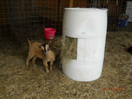 DIY Plastic Drum Goat Hay Feeder