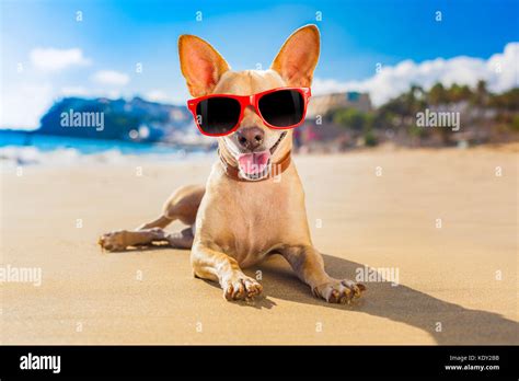 Chihuahua Perro En La Costa Playa Vestidos De Rojo Funny Gafas De Sol Y