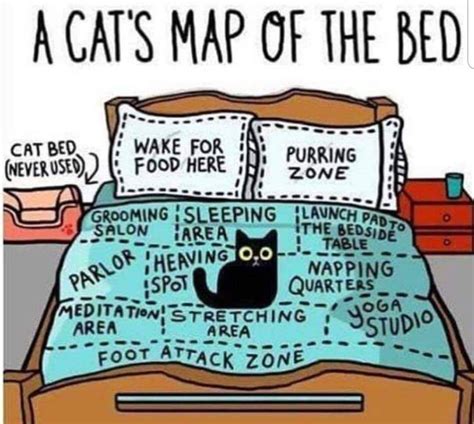 cat owners will relate. : r/funny