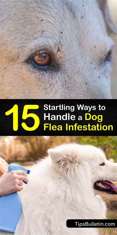 Flea-Infested Dogs - Flea Treatment and Control Tips