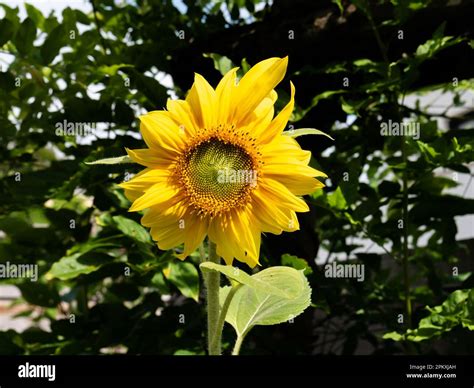 Pollen helianthus annuus asteraceae fotografías e imágenes de alta