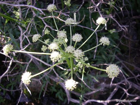 A Plant a Day: King's Angelica-Angelica kingii