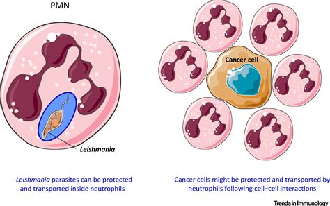 Neutrophil Degranulation Plasticity And Cancer Metastasis Trends In