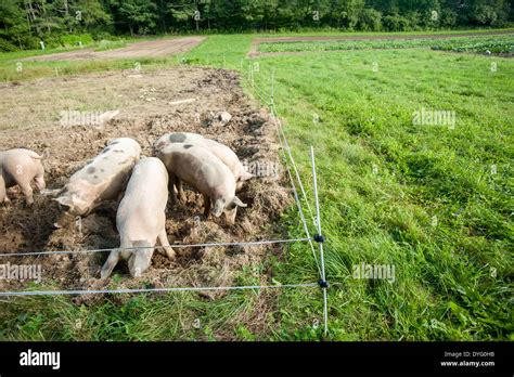 Feder Von Schweinen Fotos Und Bildmaterial In Hoher Aufl Sung Alamy