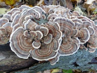 Turkey Tail Identification: Pictures, Habitat, Season & Spore Print | Trametes versicolor