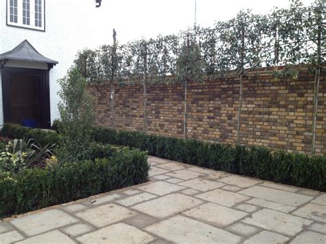 What are pleached trees? A stunning, versatile garden backdrop - allgrowth Limited