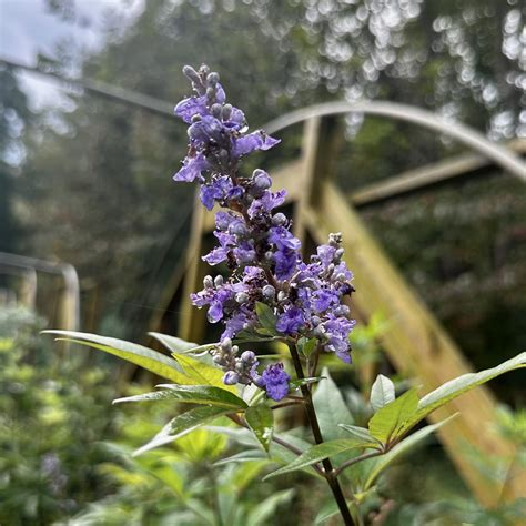 Vitex Agnus Castus Shoal Creek Piedmont Carolina Nursery