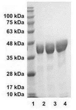 Procathepsin L Human Recombinant Expressed In E Coli Sds Page