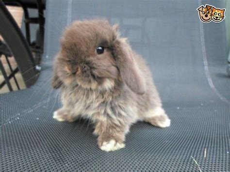 Mini Lop Rabbits For Sale Pets4homes Mini Lop Mini Lop Bunnies