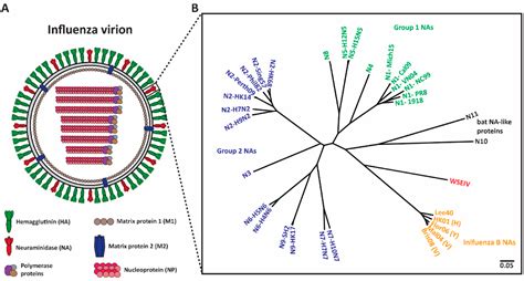 Vaccines Free Full Text The Human Antibody Response To The