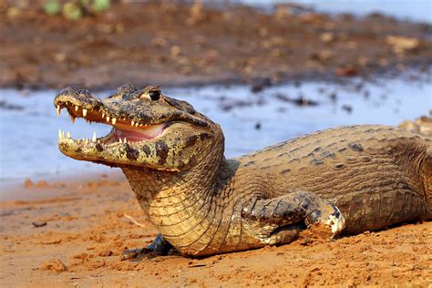 Especies endémicas de Brasil - Plantas y animales ENDÉMICOS!