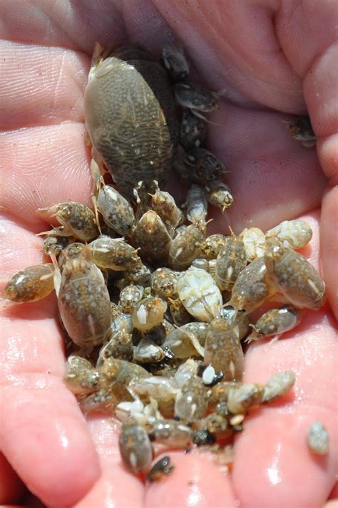 Ocean Guardians: Pacific Mole Crab