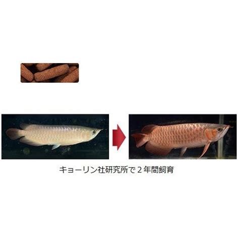 キョーリン クレストフリーク レッドバル 200g 浮上性 大型肉食魚用 アロワナ等 えさ 10002867ディスカウントアクア 通販