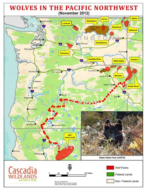 Wolves Return To Oregon And California: But Protecting Them May ...