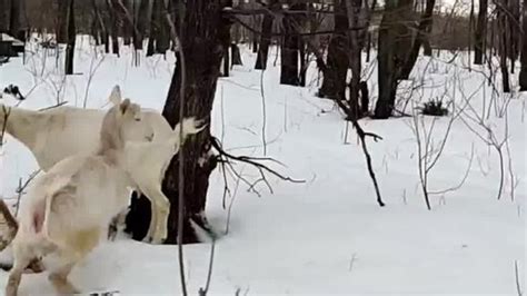 Блог бабушки Вали. | Ролик от 03.03.2023 продолжительностью 119 сек. | Дзен