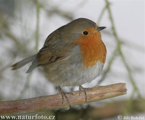 Robin Photos, Robin Images, Nature Wildlife Pictures | NaturePhoto