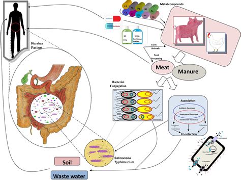 Frontiers Heavy Metal Resistance In Salmonella Typhimurium And Its