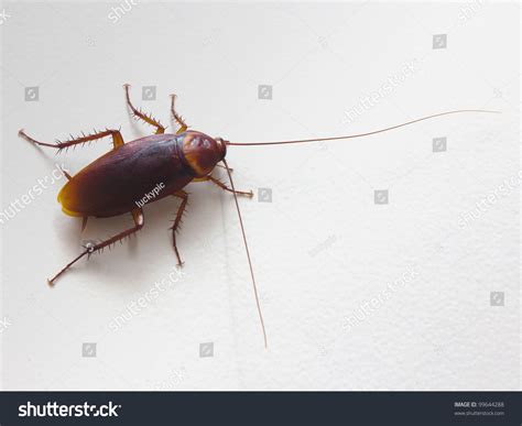 Close Up Cockroach Stock Photo 99644288 : Shutterstock