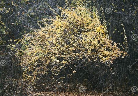 Yellow Tree In The Park Stock Image Image Of Foliage 42030369